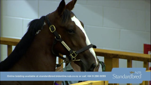 NZB Standardbred Yearling Sale 2022 - Lots 81-85