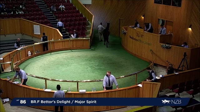 NZB Standardbred Yearling Sale 2022 - Lots 86-93