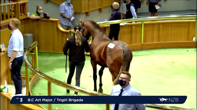 NZB Standardbred Yearling Sale 2022 - Lots 1-6