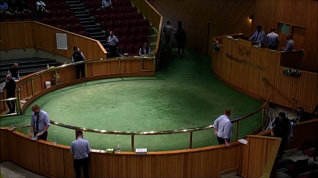 NZB Standardbred Yearling Sale 2022 - Lots 7-14