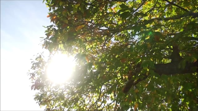 NZB Standardbred Yearling Sale 2022 - Lots 15-20