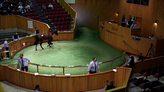 NZB Standardbred Yearling Sale 2022 - Lots 49-54