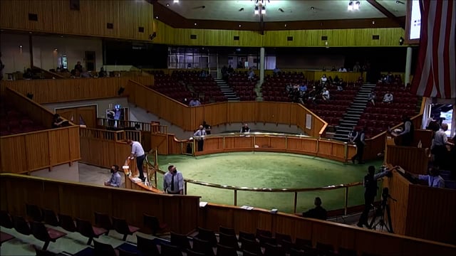 NZB Standardbred Yearling Sale 2022 - Lots 55-59