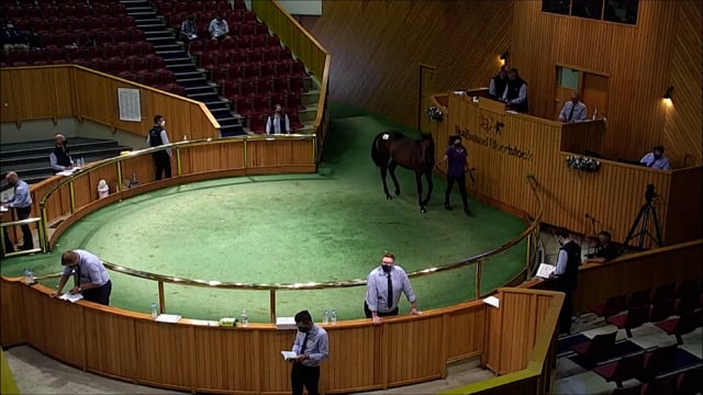 NZB Standardbred Yearling Sale 2022 - Lots 94 to 101