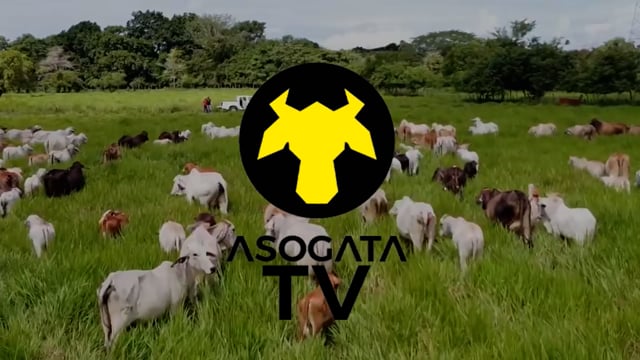 ASOGATA T1 EP06