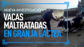 Impactantes escenas de abuso animal en granja lechera de Gales | Nueva investigación de Igualdad Animal