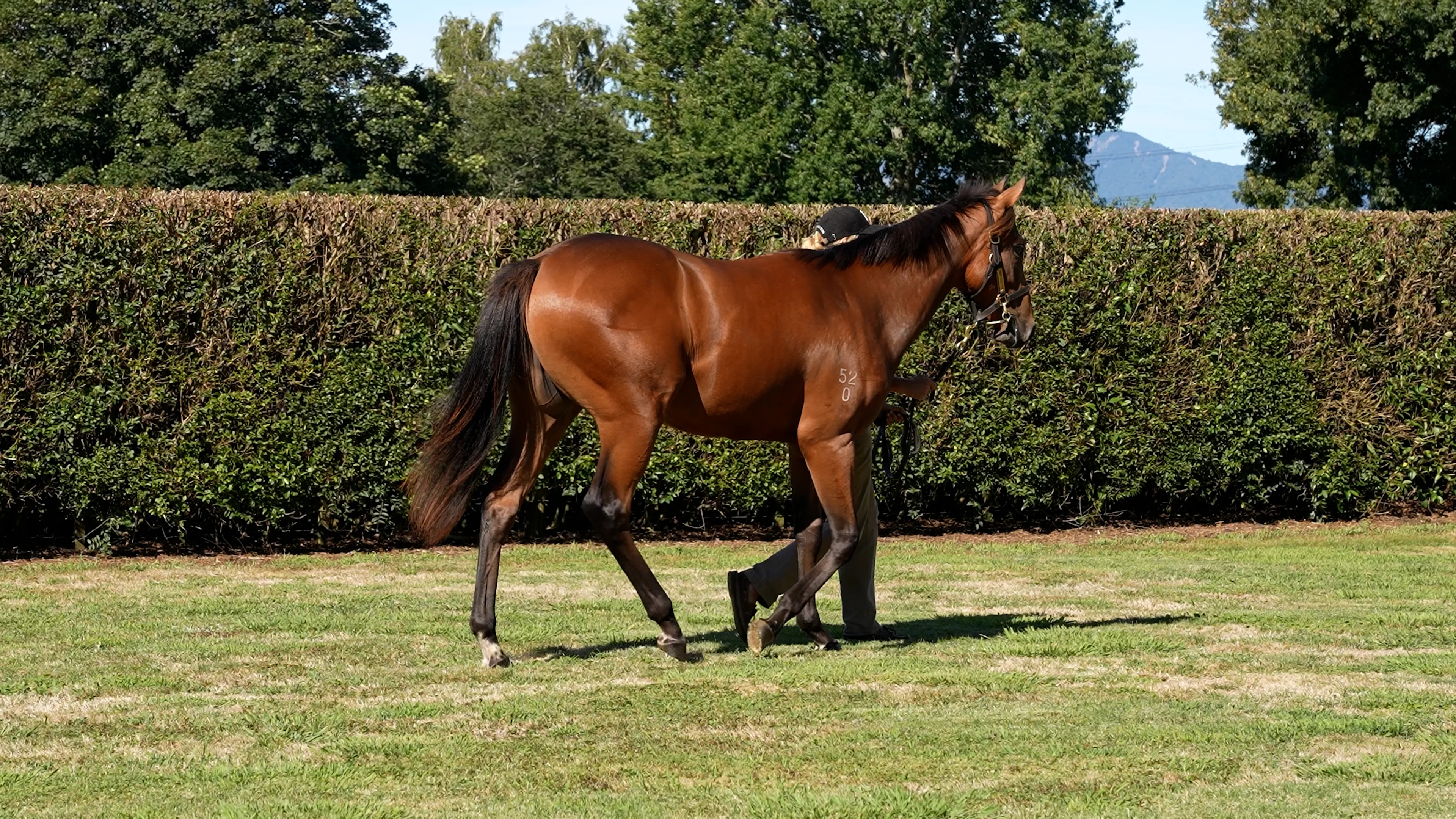 Licensed | Karaka 2022 - Book 1 | New Zealand Bloodstock
