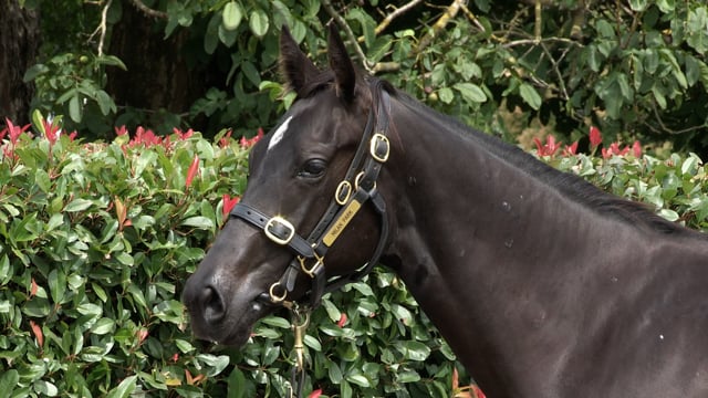 Lot 1088