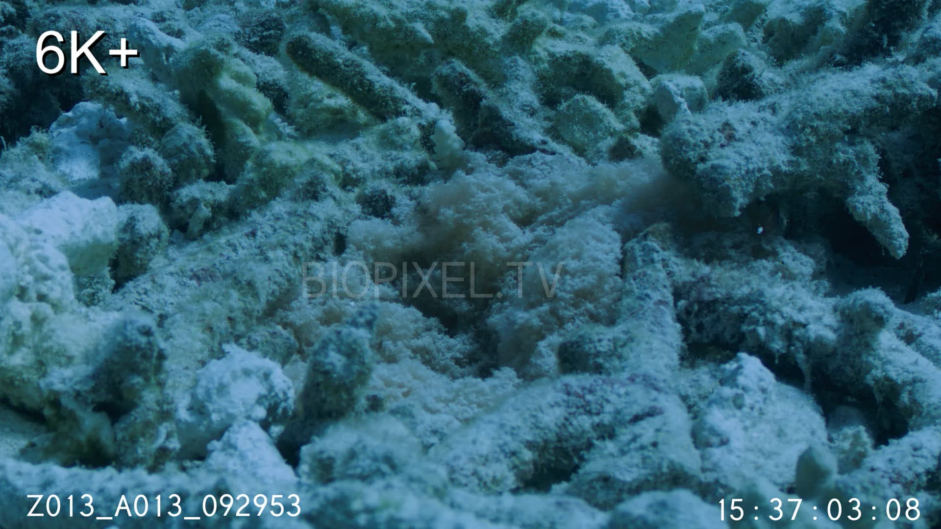 4K Fish Reproduction - Female yellowmargin triggerfish tending eggs in ...