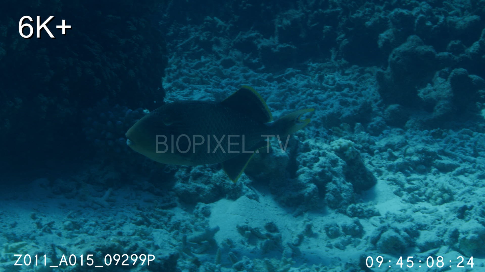 4K Fish Reproduction - Female yellowmargin triggerfishtending eggs in ...