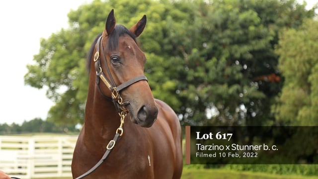 Lot 617