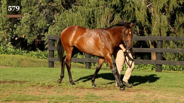 Lot 579