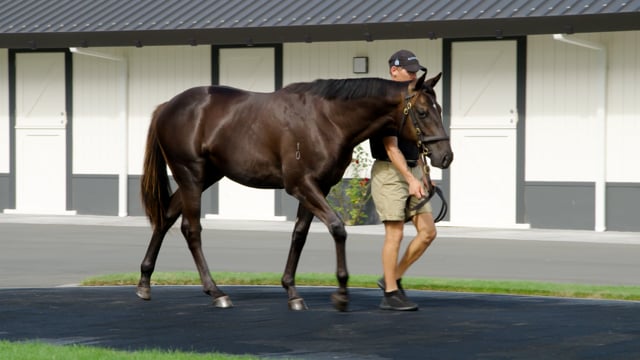 Lot 621