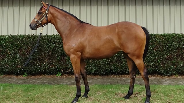 Lot 525