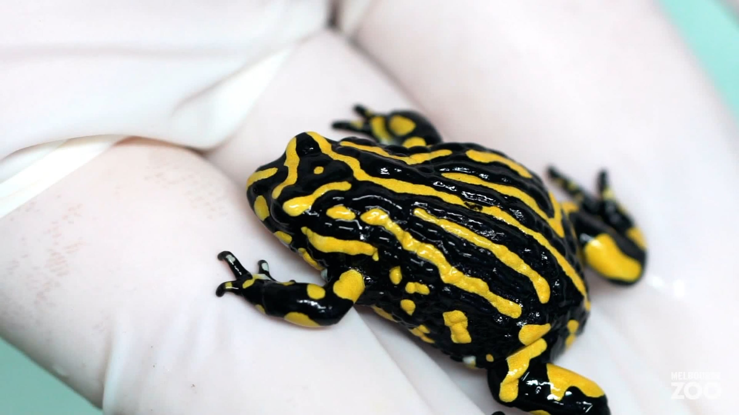 Southern Corroboree Frog call