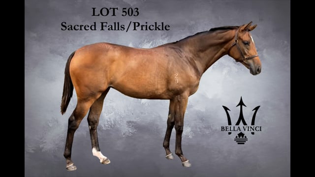 Lot 503