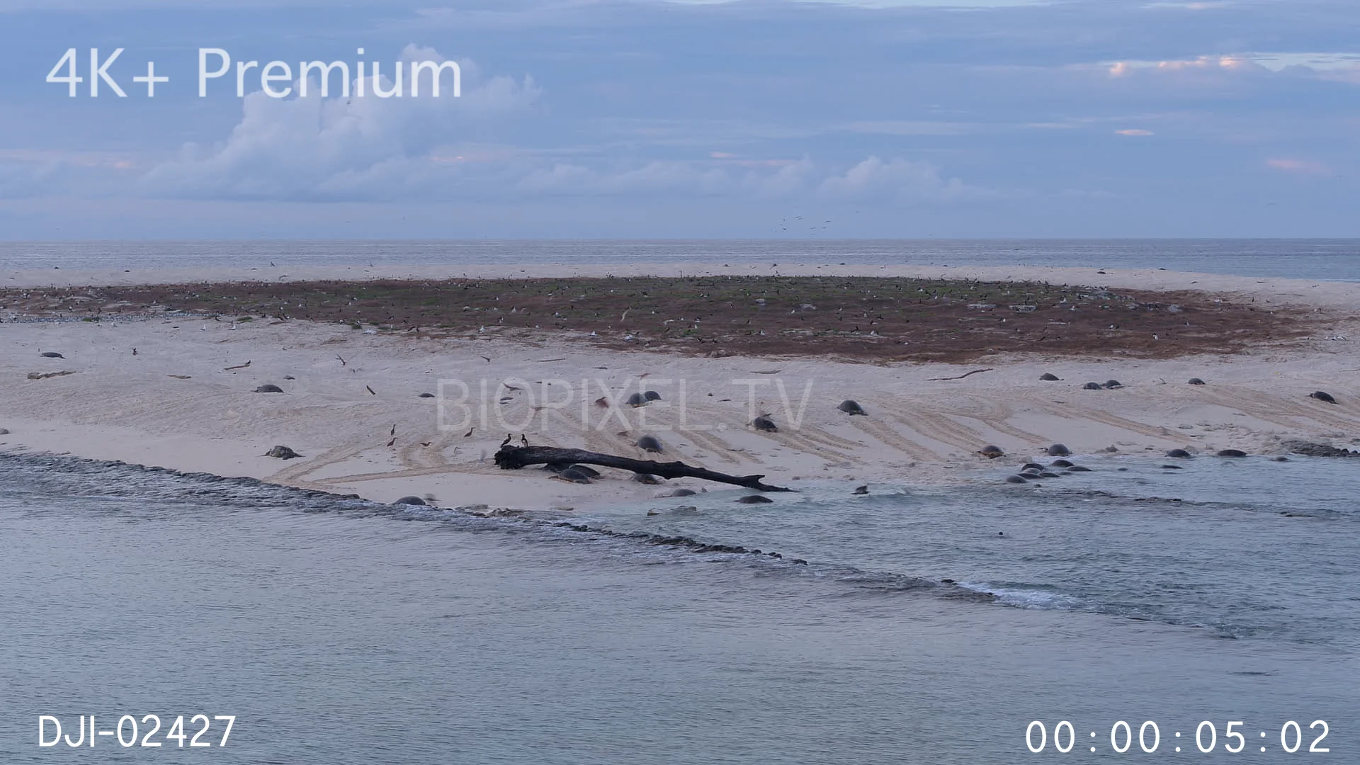 4K Raine Island Aerial Green Sea Turtles emerging to nest on island