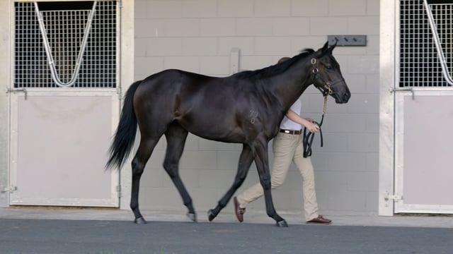 Lot 618