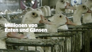 #Stopfleber: Wie viel Leid kannst du schlucken?