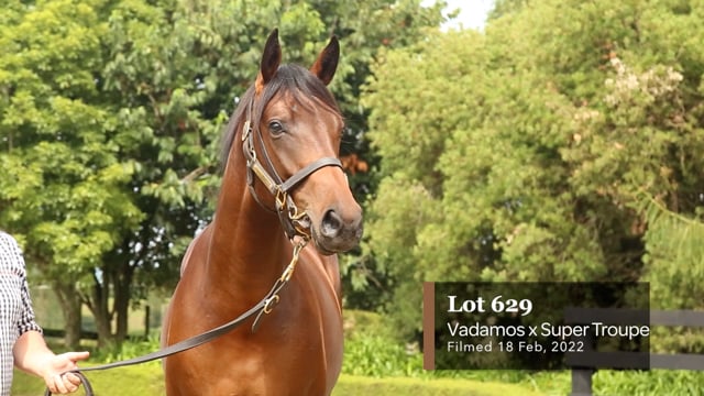 Lot 629