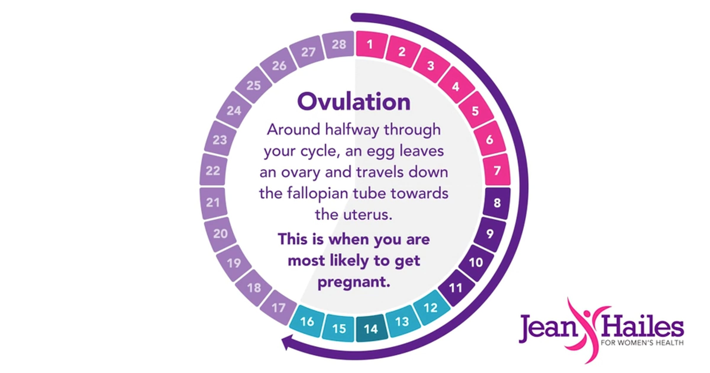 Menstrual cycle (animation) - English | Videos & Movies on Vimeo