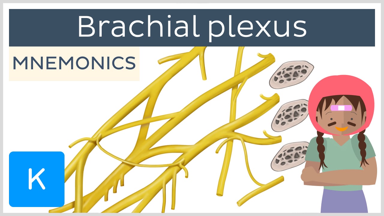 brachial plexus diagram blank