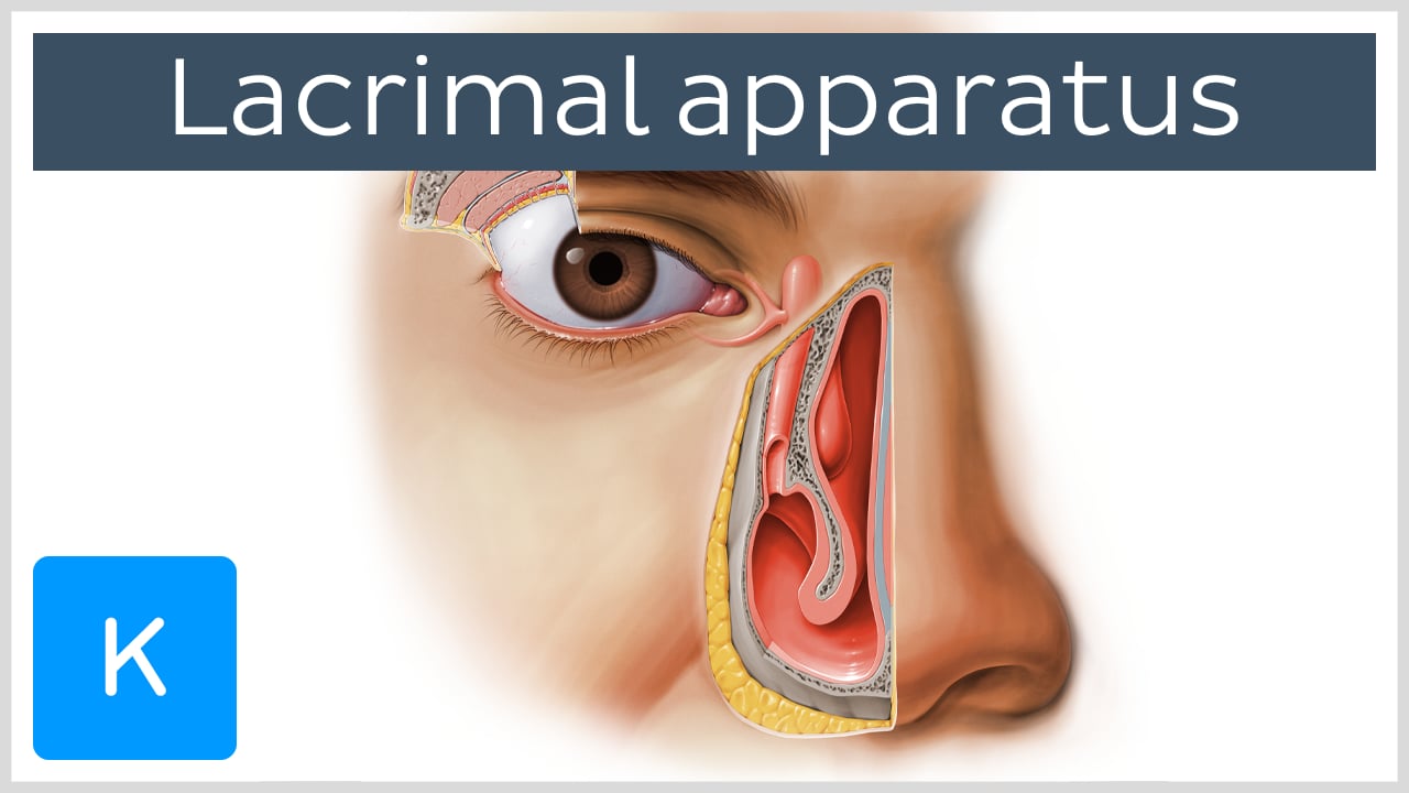 Lacrimal apparatus: Anatomy, parts & function | Kenhub