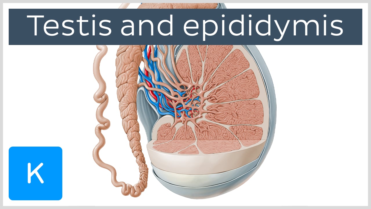 testis diagram