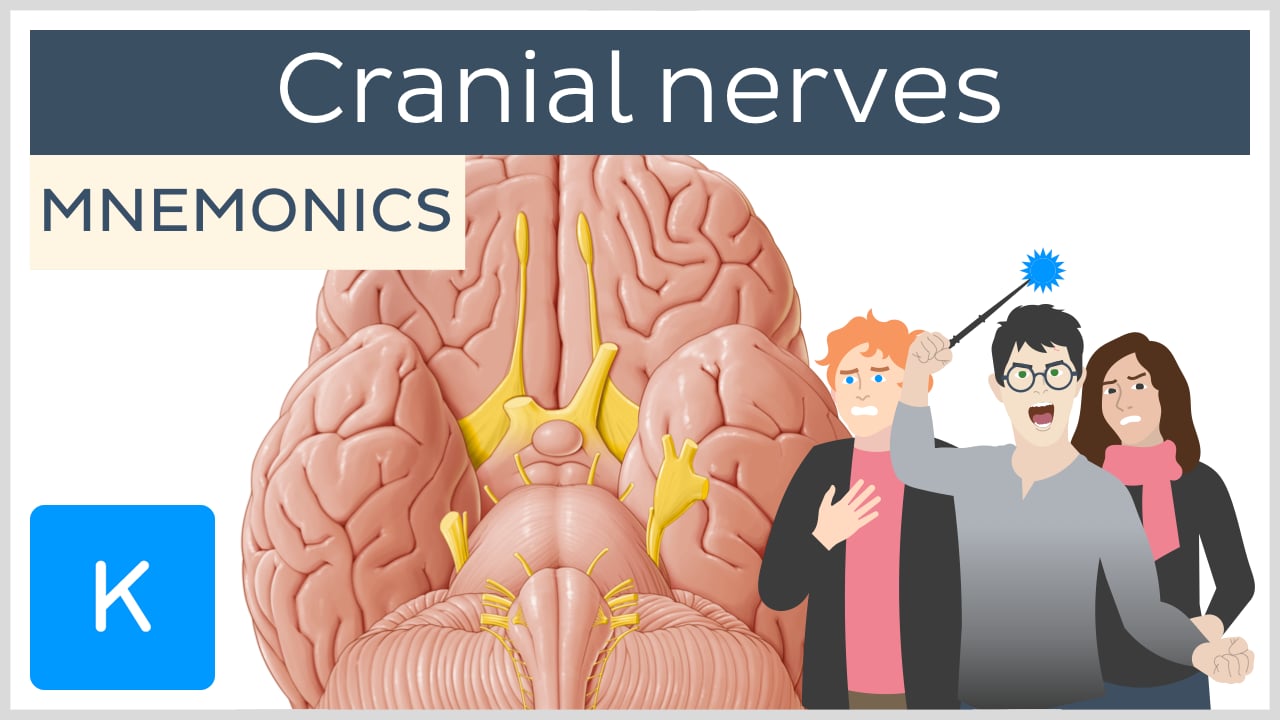 cranial nerves face mnemonic