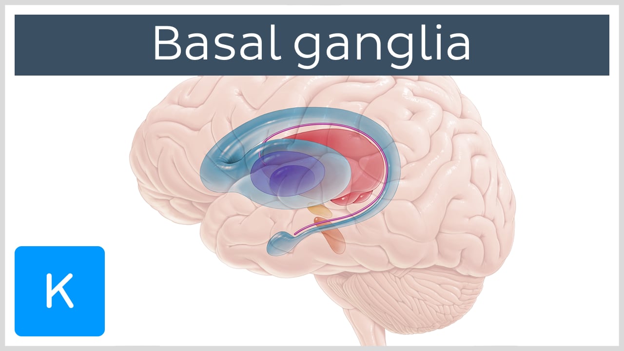 Sagittal Brain Basal Ganglia