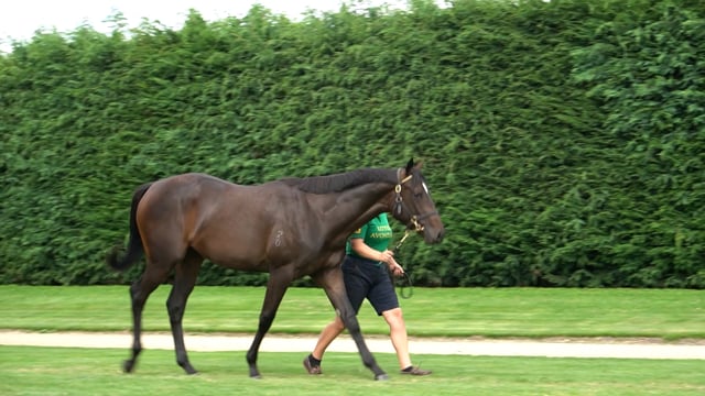 Lot 460