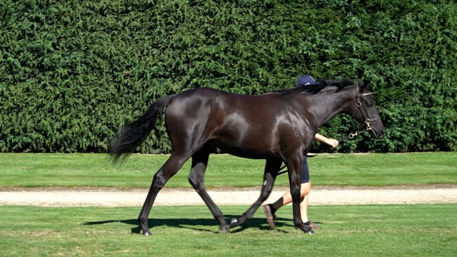 Lot 543