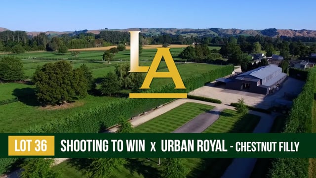 Urban Royal - Shooting to Win