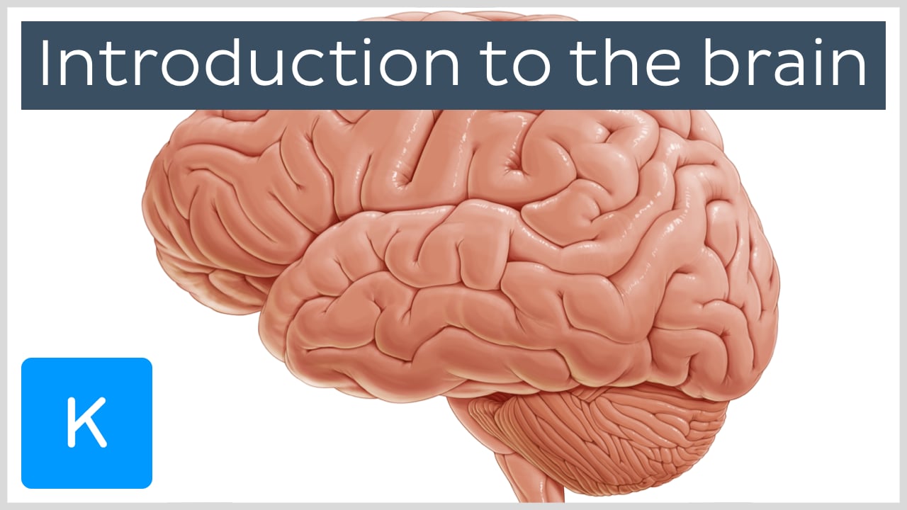 brain illustration frontal