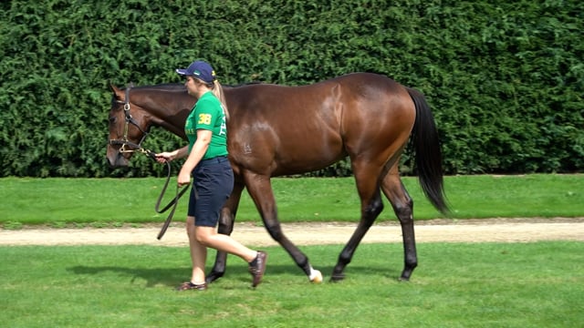 Lot 330