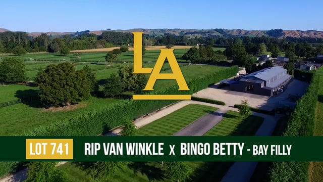 LOT 741 Bingo Betty - Rip Van Winkle