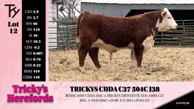 Lot #12 - TRICKYS CUDA C37 504C J38