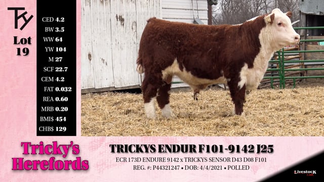 Lot #19 - TRICKYS ENDUR F101-9142 J25