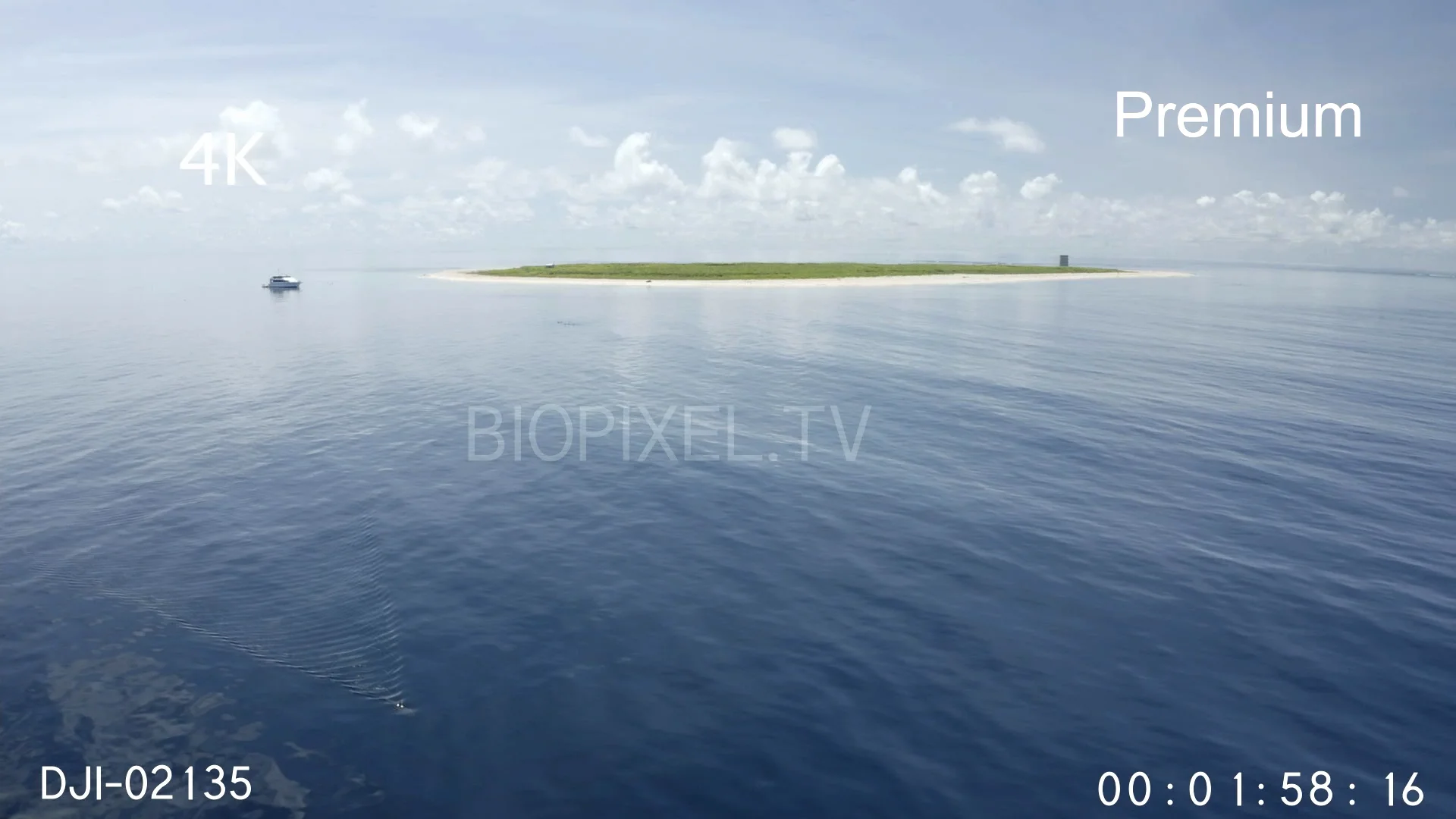 4K Raine Island Aerial Tiger shark swimming of Raine Island and