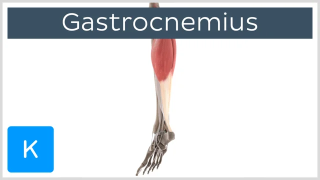 gastrocnemius muscle origin and insertion