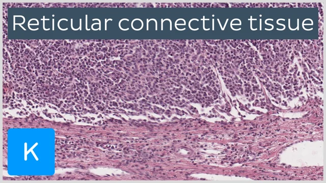 areolar loose connective tissue function