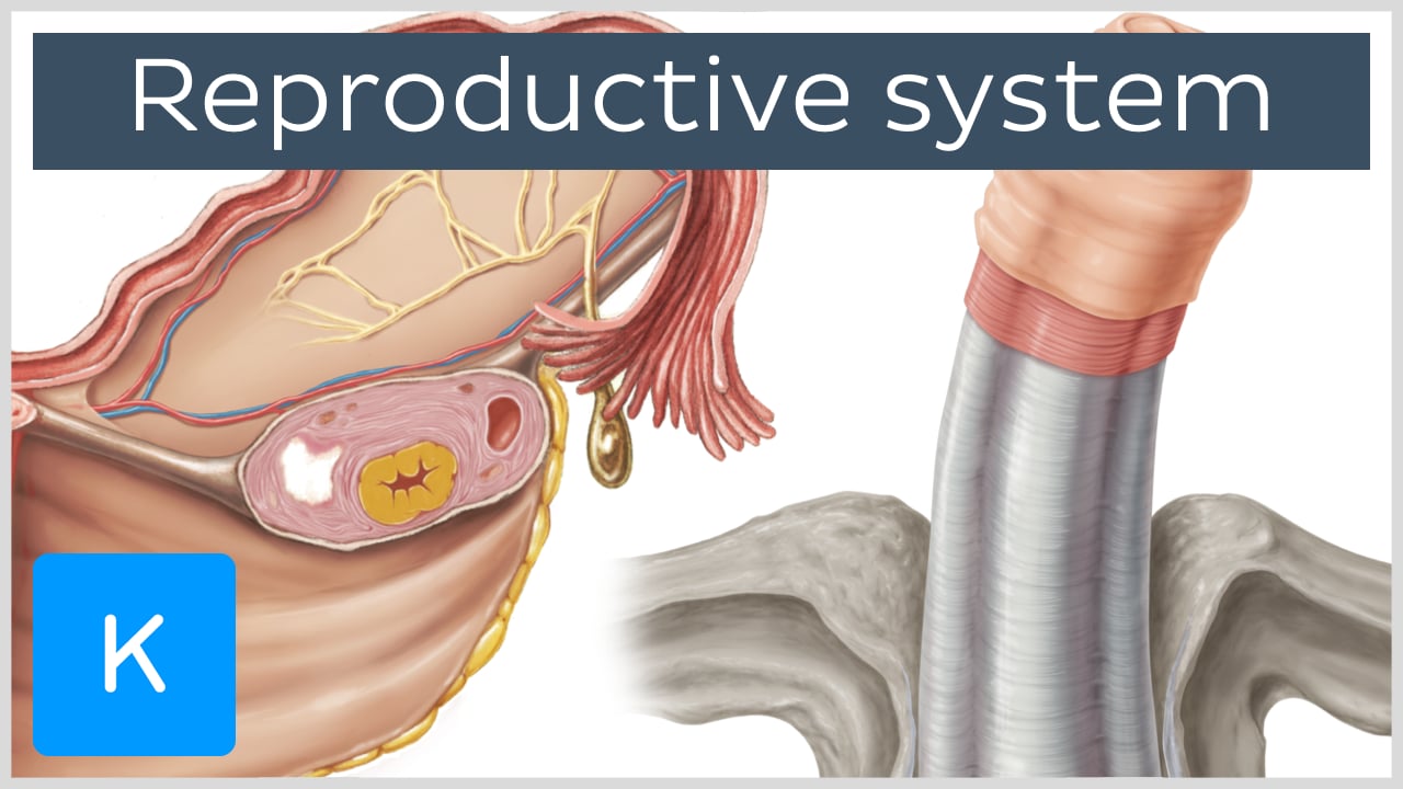 male reproductive system diagram blank