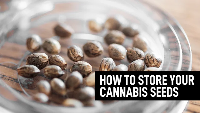 Come conservare i semi di Cannabis – I dettagli