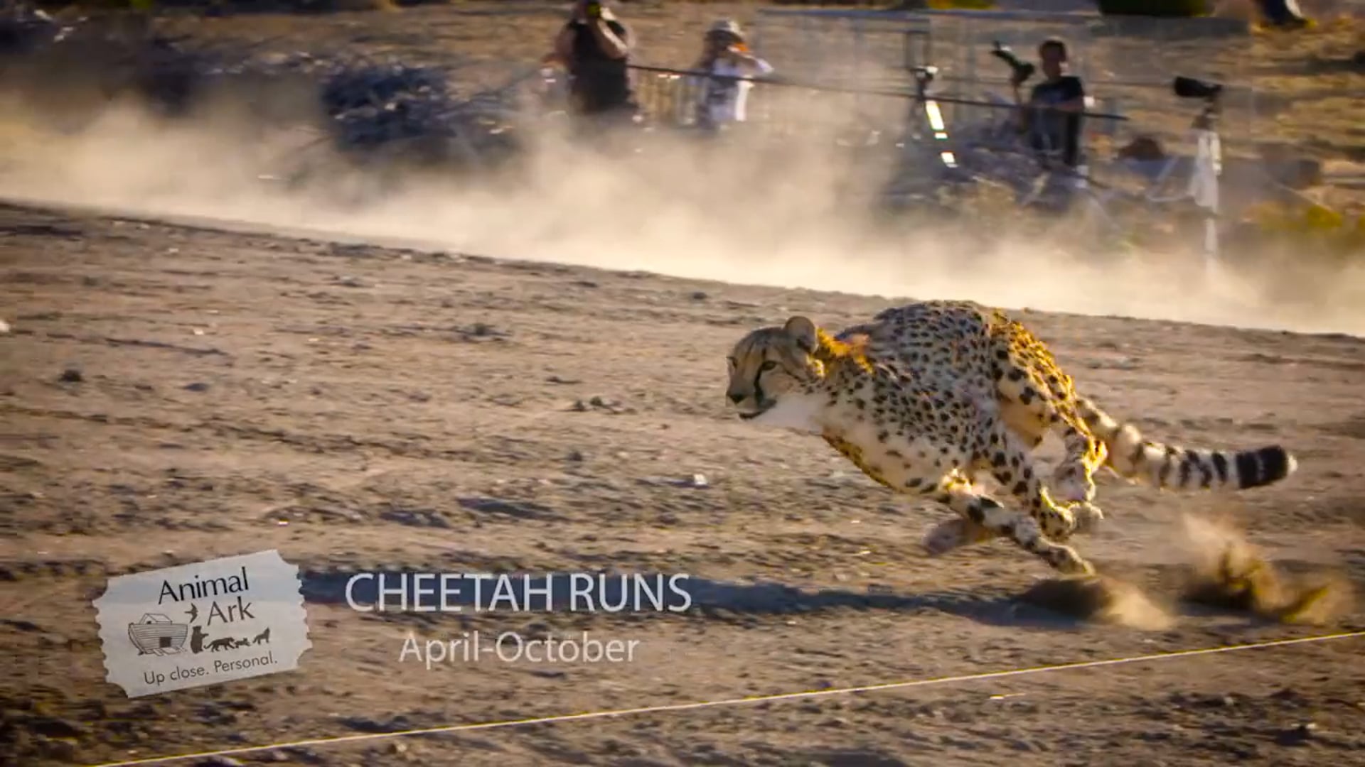 Cheetah Run at Animal Ark