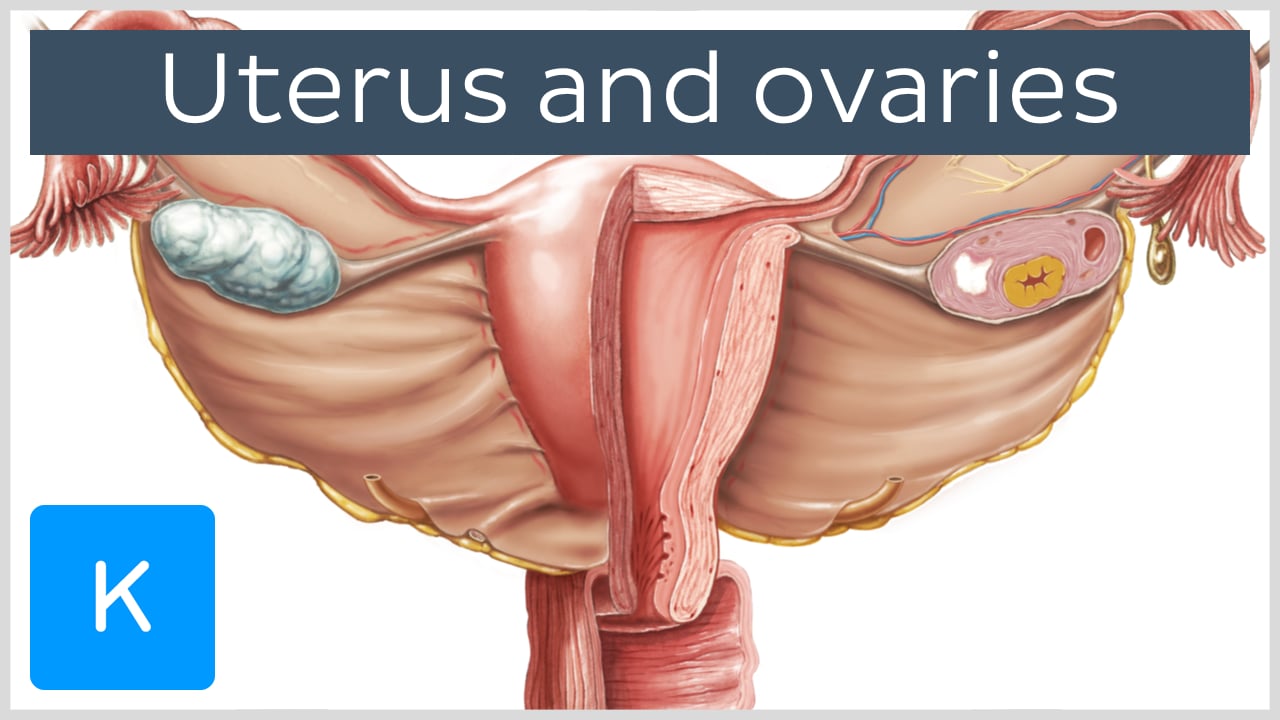 Parts Of Ovary Of Female