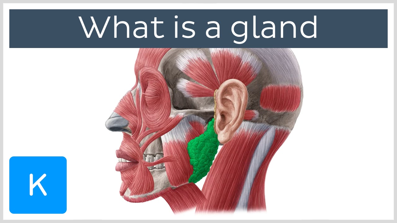 Glands: Anatomy and clinical notes | Kenhub