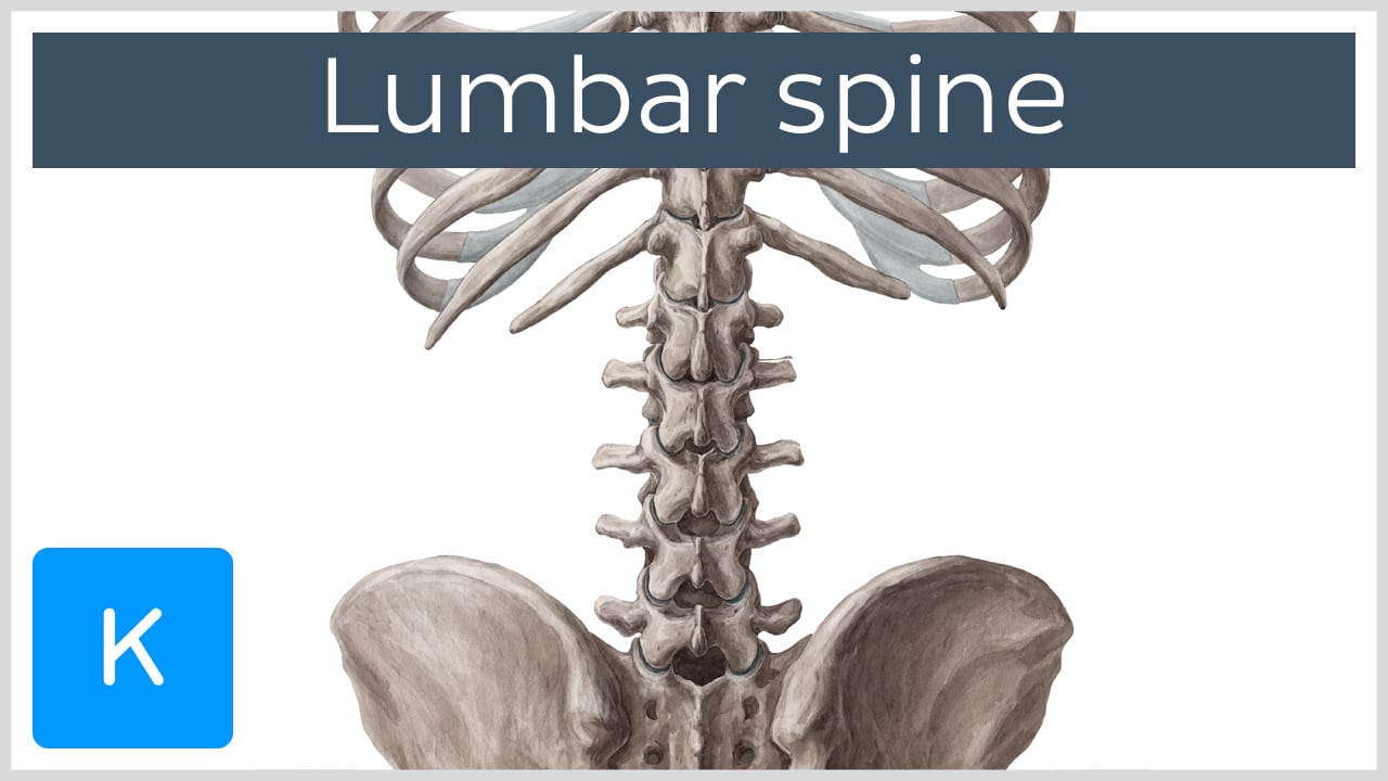 lumbar vertebrae diagram