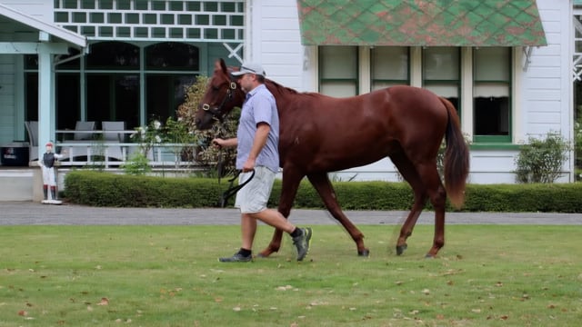 Lot 567