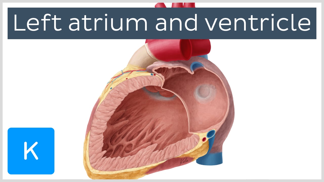 Trabeculae Carneae Vs Papillary Muscle