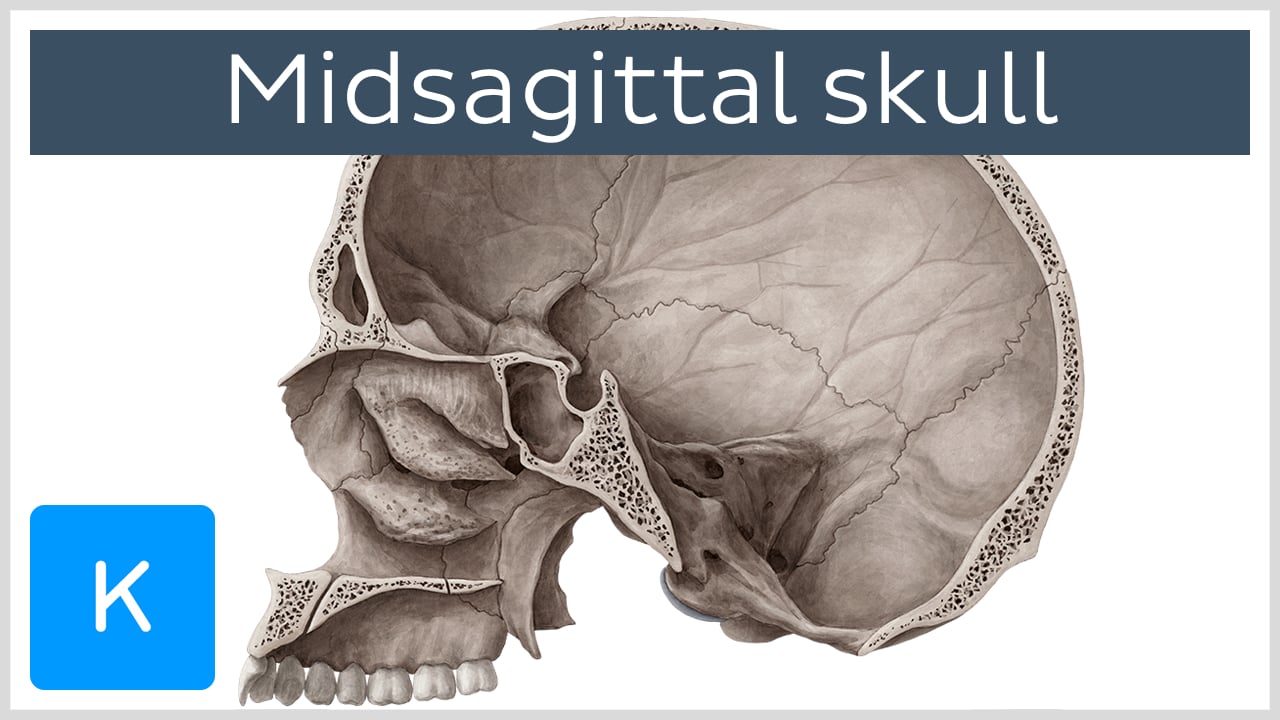 Paranasal Sinuses: Anatomy, Structure And Functions Kenhub | Atelier ...